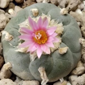 Buy Peyote Online