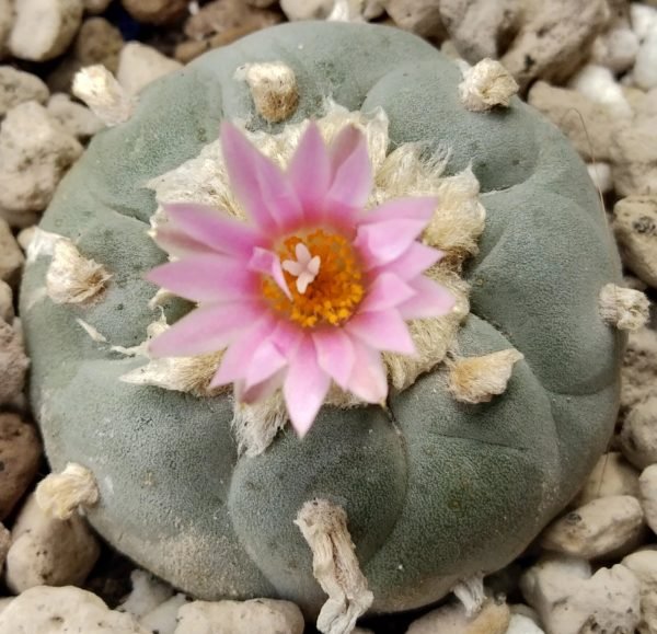 peyote online