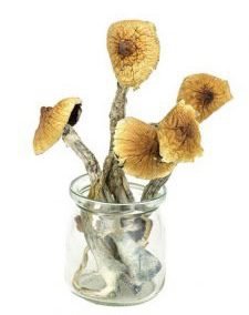 White Avery Albino Mushroom