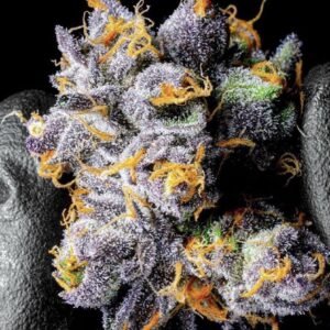 Buy Project 4516 strain online
