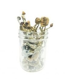 African Transkei Mushroom