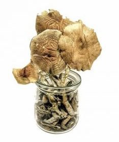 Golden Teacher Mushroom