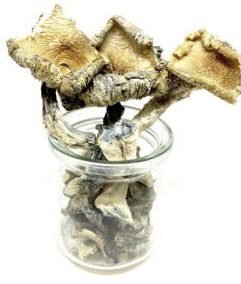 Blue Meanie Mushrooms