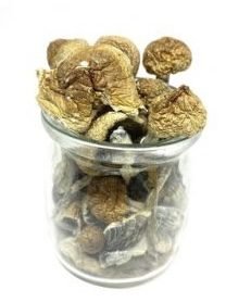 Hawaiian Blue Meanies