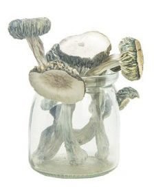 White Rabbit Mushroom