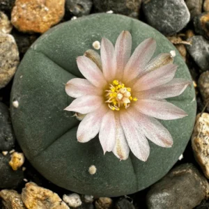 Buy Lophophora Williamsii Seeds