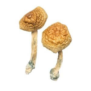 Golden Mammoth Mushroom