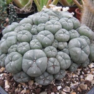 Fresh Peyote Cactus