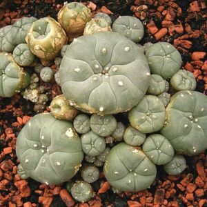 Lophophora williamsii