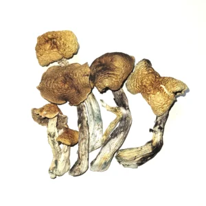 McKennaii Psilocybin Mushroom
