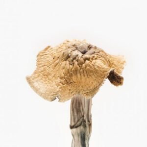 Burmese Magic Mushrooms