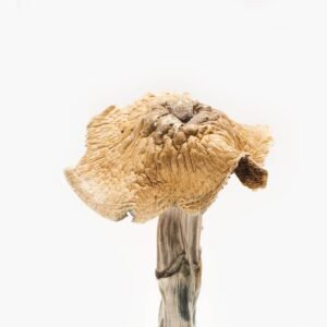 Burmese Magic Mushrooms