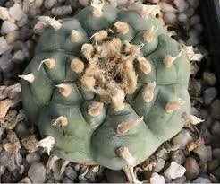 Lophophora Williamsii Mazapil Zacatecas
