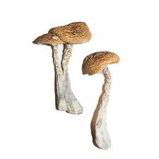 Tasmanian Mushrooms