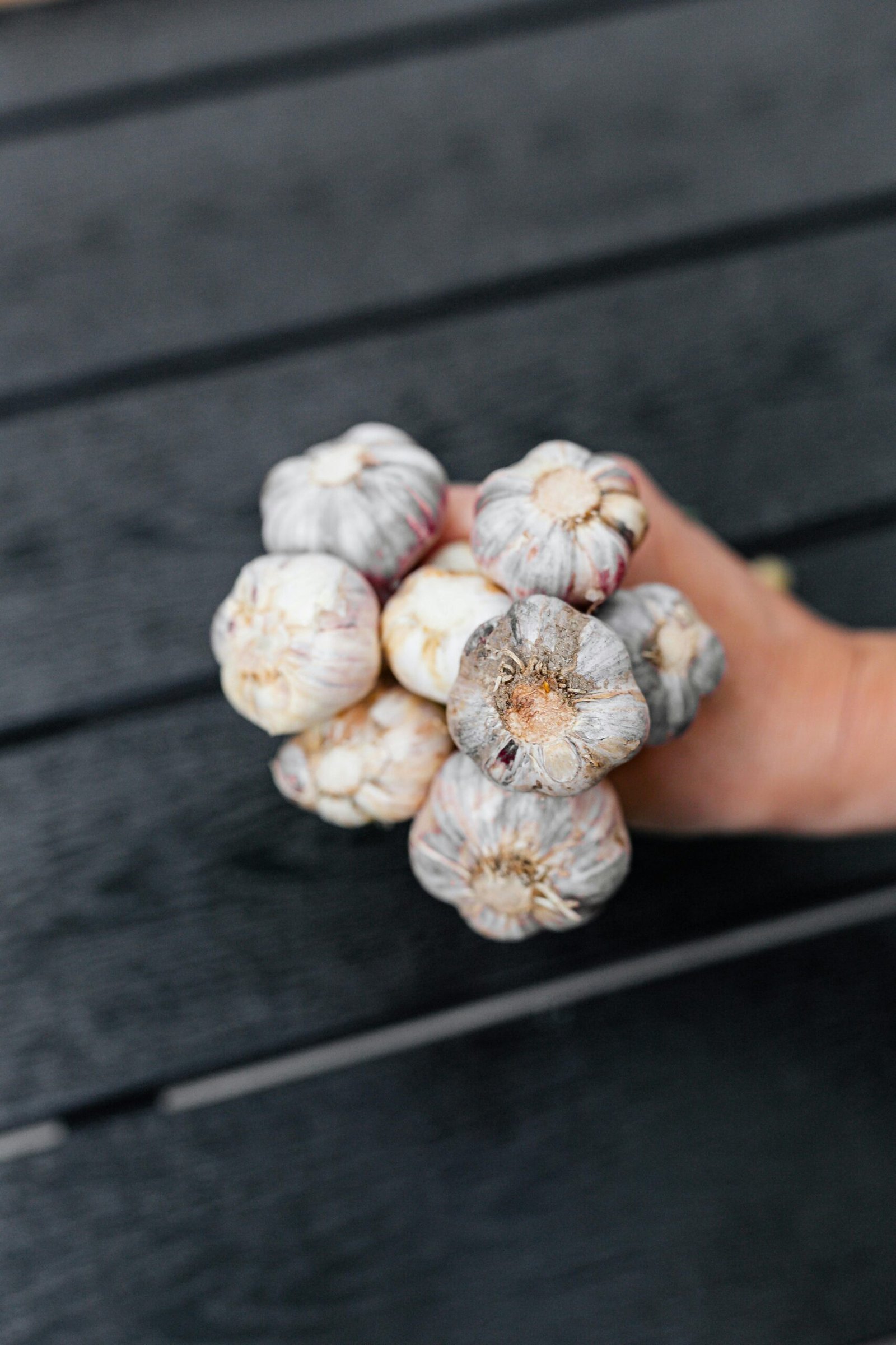 Close-up of fresh garlic bulbs held in a hand against a dark wooden background, focused on natural texture.