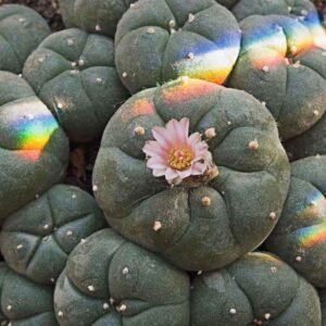 Lophophora Fricii