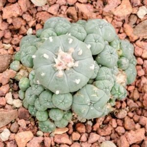 Buy Peyote Cactus