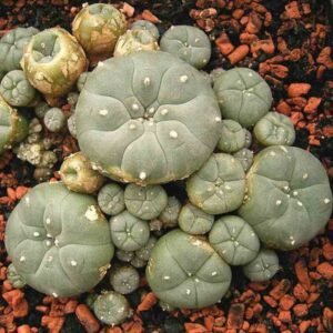 Lophophora Williamsii Jourdaniana Seeds