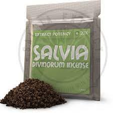 Salvia Divinorum Plants Seeds