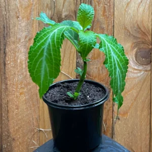 Salvia Divinorum Packs