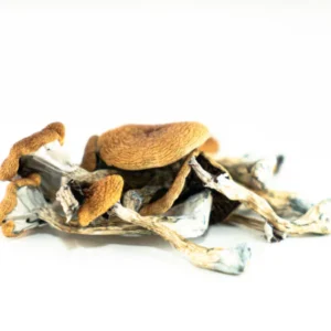 Z-Strain Mushrooms